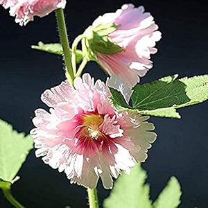 200 Stuks Roze Stokroos Zaden Mooie Bloemen Aangenaam En In Het Oog Springend Tuinterras Binnenplaatsdecoratie Mooie…