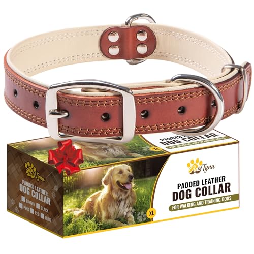ADITYNA XL Leather Dog Collar with Padding for Large Dogs