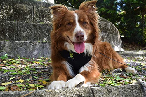 Image of Classic Dog Harness Innovative Mesh No Pull No Choke Design Soft Double Padded Breathable Vest for Eco-Friendly Easy Control Walking for Large Puppies Full Size Breeds & Extra Large Dogs (XXL, Black)
