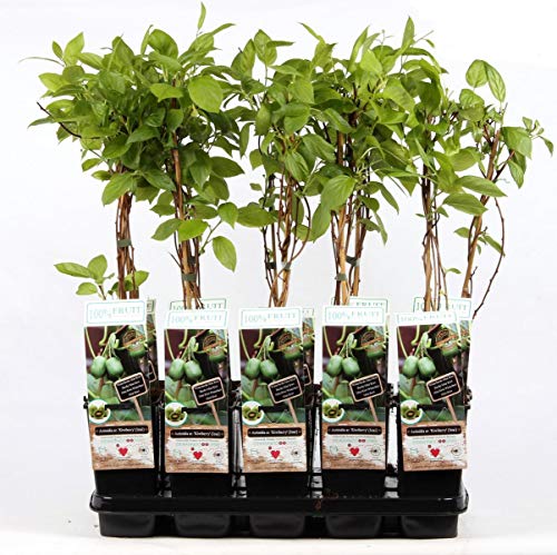 Mini-Kiwi 'Issai' (Actinidia arguta) | Selbstfruchtende Kiwibeere 50-70 cm | Winterhart, pflegeleicht & vitaminreich | Ideal für Garten, Balkon & Terrasse