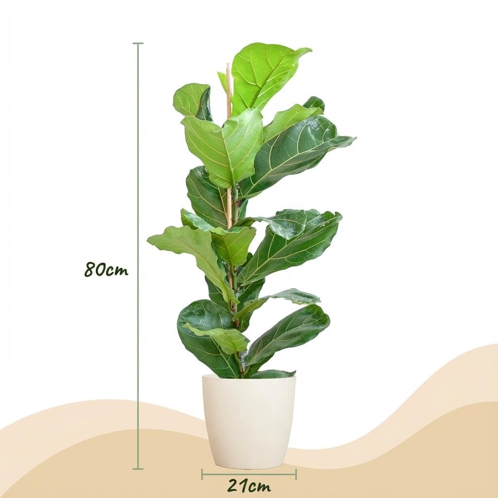 Green boutiQ - Zimmerpflanze - Geigenfeige - Ficus Lyrata - Grün - Pflegeleicht - 1 Pflanze - mit Potter Weiß - Topf 21cm - Höhe 75-85cm