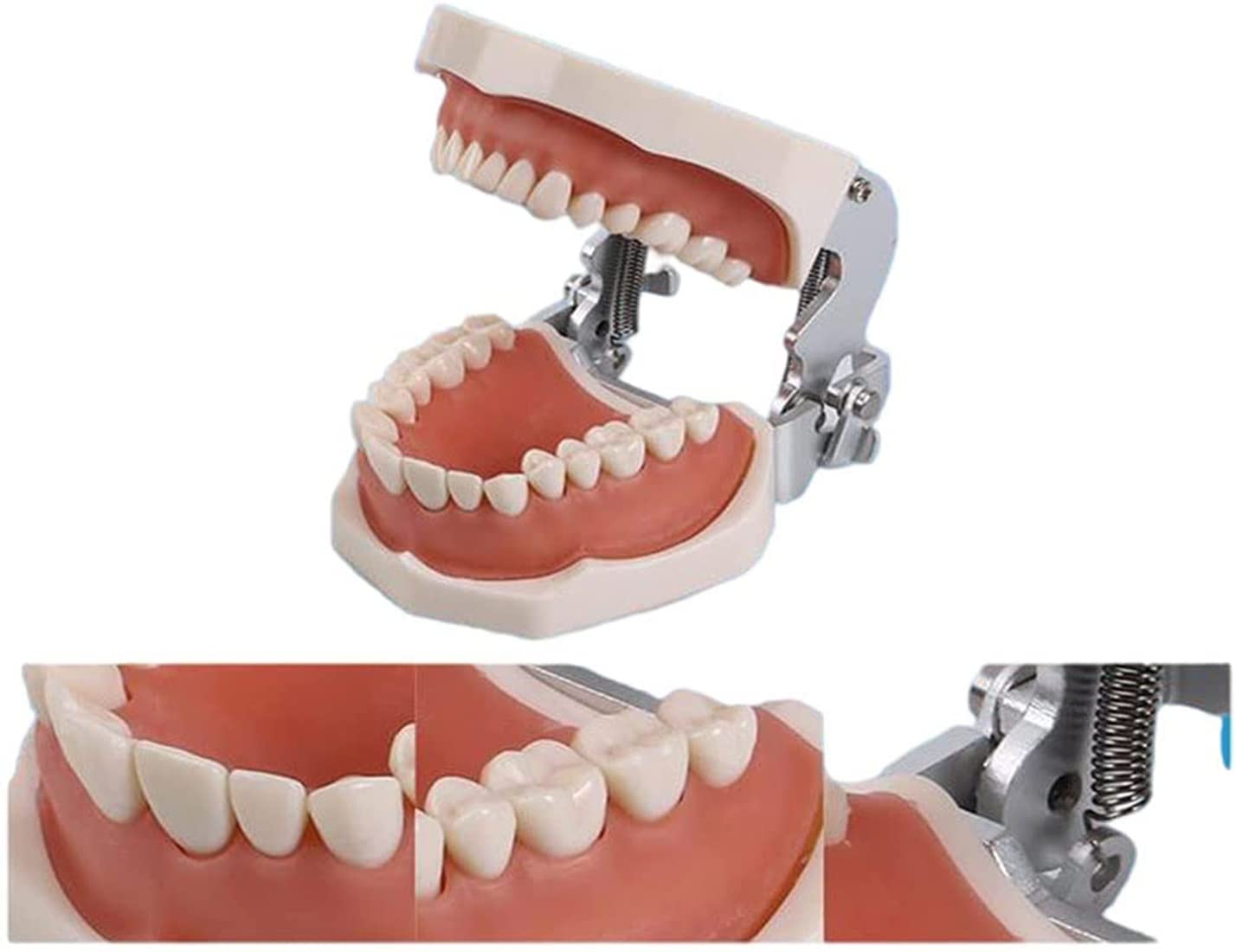 Winter Modelo de Dientes extraíbles de 32 Piezas, Modelo de Dientes tipodonto Dental, Modelo de práctica de Dentista, para higiene Dental, práctica de enseñanza y Estudio