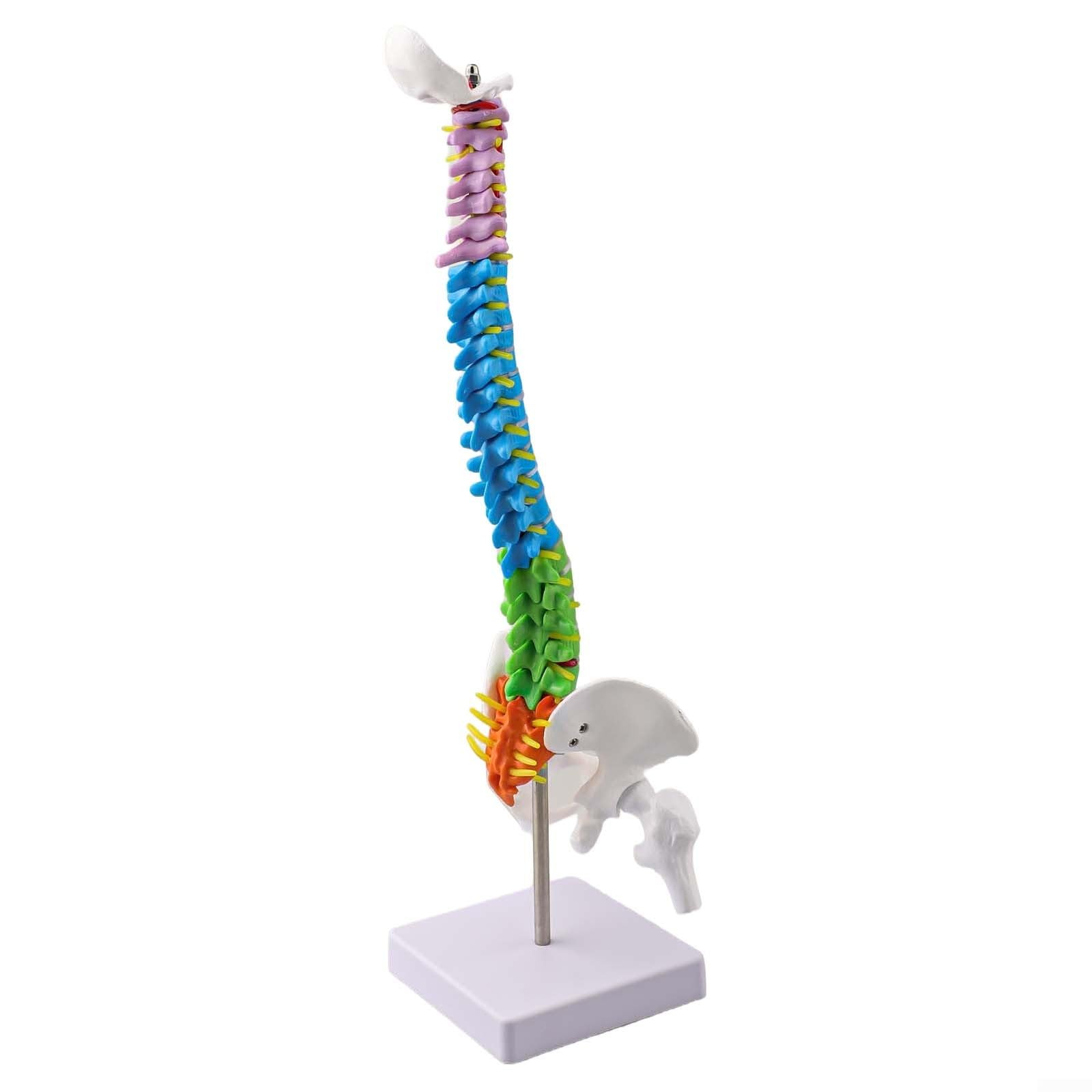 45 cm Human Model With Colour-Coded Anatomy 45 cm Human Model With