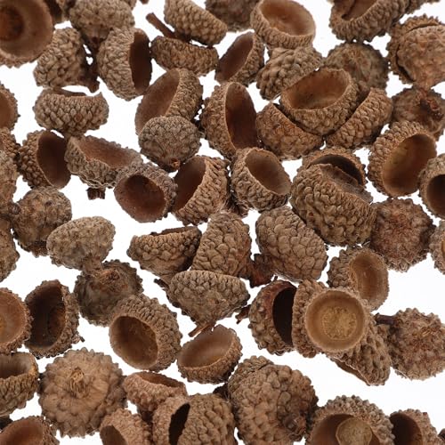 Cáscaras naturales de bellota para manualidades, 100 piezas miniatura 3