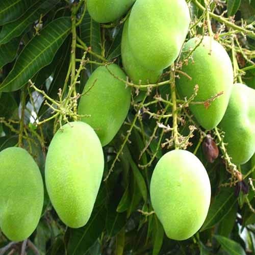 Green Paradise® Exclusive original Kesar Mango Live Plant Amazon.in