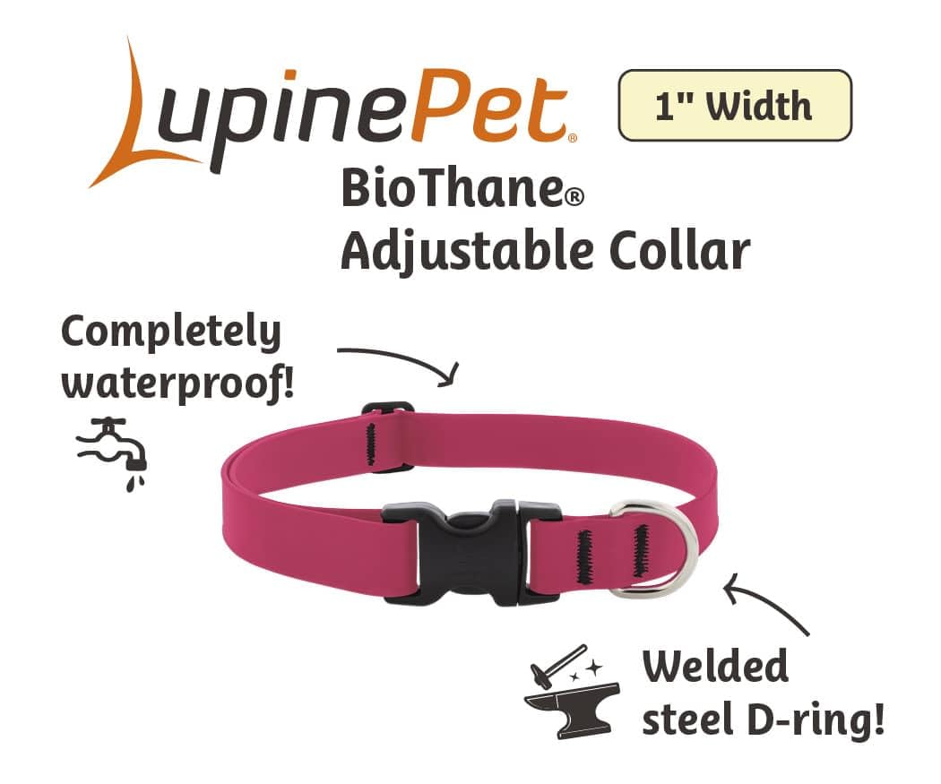 LupinePet Collare impermeabile per cani, rosa fluo, larghezza 2,5 cm, regolabile da 30,5 a 50,8 cm, realizzato in BioThane