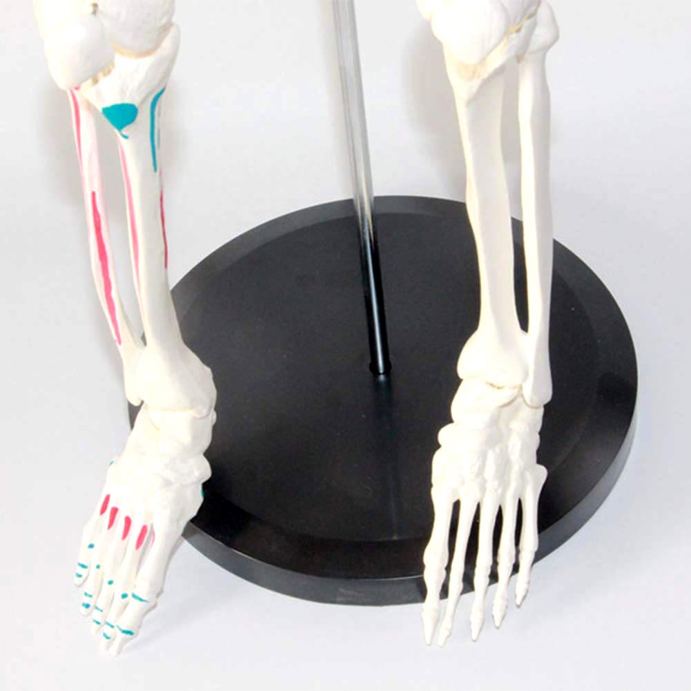 Modèle Anatomique du Corps Humain Modèle Mini Squelette avec des Muscles Peints, 85Cm - Construction Et Le Mouvement du Corps comme Modèle d'apprentissage Ou du Matériel Pédagogique