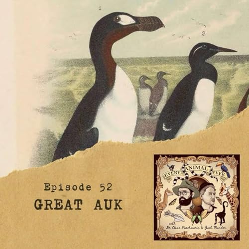 52 - Great Auk