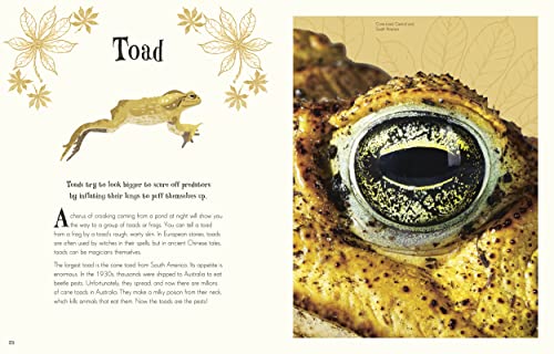 Children's Anthologies Collection: 3-Book Box Set for Kids Ages 6-8, Featuring 300+ Animal, Dinosaur, and Space Topics 8 51pJWs+C24L