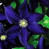 Las flores de clemátide crecen bien a lo largo de las paredes o están sostenidas por celosías y cercas, y su naturaleza compacta las hace muy adecuadas para plantar en macetas y contenedores, creando algunas condiciones fáciles de cuidar para la exhibición en el jardín.