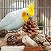 Kyouki Bird Toys Parrot Toys Natural Bird Foraging Box Foot for Parakeets,Cockatiels,Conures,Love Birds,and Other Small to Medium Birds (Medium)