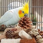Kyouki Bird Toys Parrot Toys Natural Bird Foraging Box Foot for Parakeets,Cockatiels,Conures,Love Birds,and Other Small to Medium Birds (Medium) - Image 4