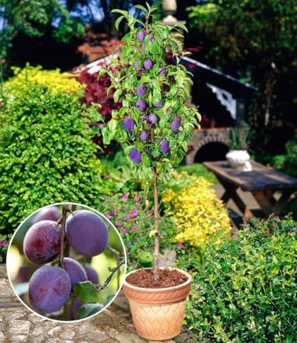 BALDUR Garten 1x Säulen-Pflaume 'Black Amber', Pflanze wurzelballiert, Prunus domestica, Säulenobst, winterhart, Zwergobstbaum, platzsparende Säule für kleine Gärten, Balkone & Terrassen