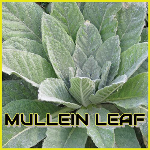 Mullein Leaf | Organically Grown In Oregon | Hand Picked Leaves | Lung And Respiratory Health | Expectorant | Better Sleep Quality And Natural Pain Relief | 1Oz #TOP2