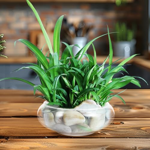 Operitacx Blumentopf Aus Glas Pflanzschalen Für Seerosen Schüssel Terrarium Sukkulenten Pflanzer Hydroponische Pflanzschale Kugelförmiges Terrarium Aquatischer Büro Aquarium Aus Glas
