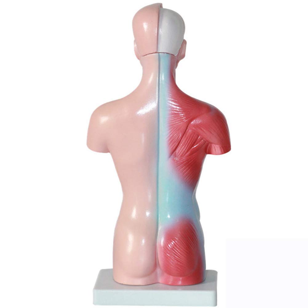 Modelo de Estructura de órganos anatómicos de Torso Humano (11 Pulgadas) - Muestra 15 órganos internos. Seguro de Calidad