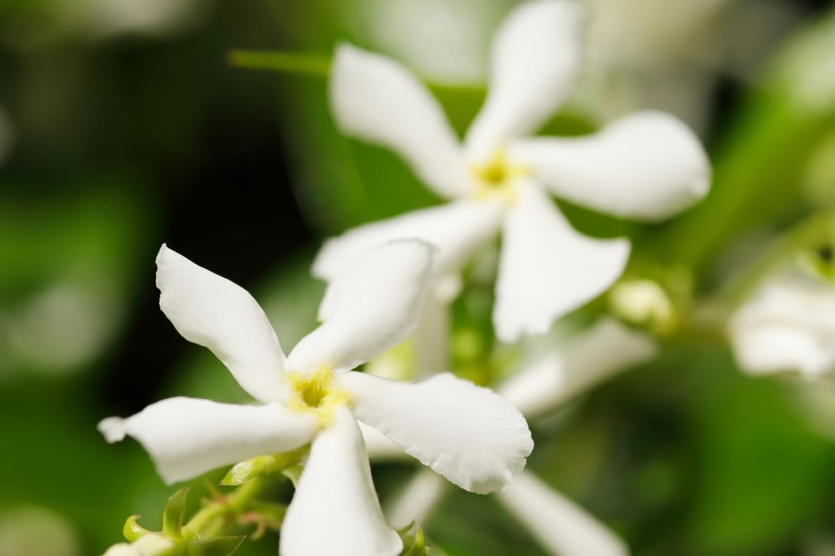 Blooming Jasmine Plant Live, Star Jasmine Live Plant 5 to 7 Inc Tall White Flower Plants
