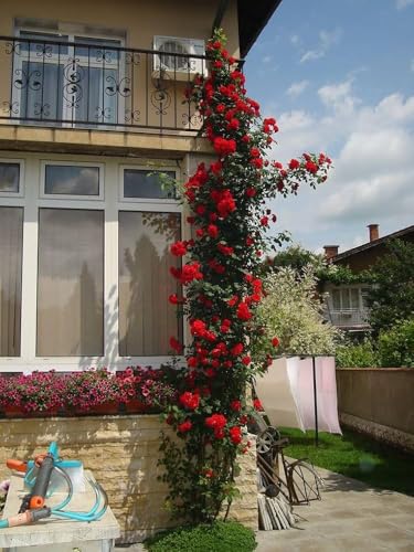 Image of live plants (RED ROSE)