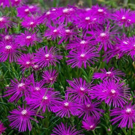 100pcs Purple Lampranthus Flower Seeds