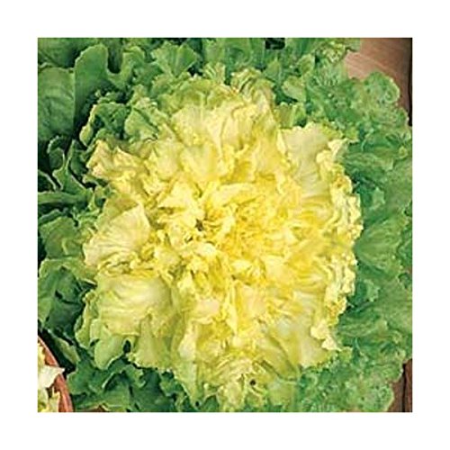 SCAROLA BIONDA A CUOR PIENO NR.1000 SEMI