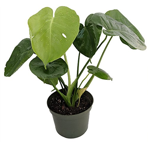 Hirt's Split Leaf Philodendron 4" Pot - Monstera - Edible Fruit Pineapple Taste