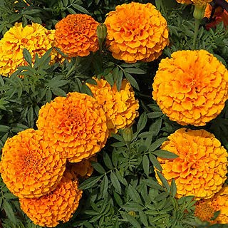 See full amazon price history chart for Audbhidhi Marigold Hazara Flower Seeds Hybrid Mix Seeds For Home Gardening(Pack of 50 Seeds) Audbhidhi Marigold Hazara Flower Seeds Hybrid Mix Seeds For Home Gardening(Pack of 50 Seeds) (B0BC87Y4SV) Amazon Price History, Amazon Price Tracker