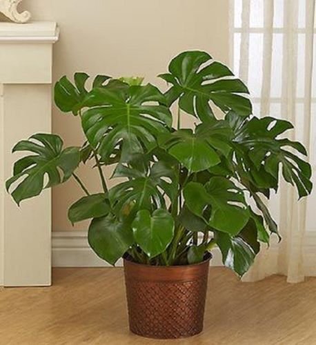 5 Mini Split Leaf Philodendron Rhaphidophora Tetrasperma Seeds Great Houseplant Buy Online In India At Desertcart In Productid 70453908