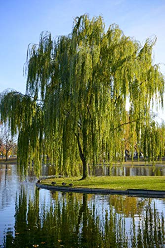 How to sow bonsai weeping willow seeds