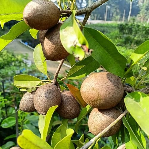 Image of Golden Bloom Grafted Thai chiku plant hybrid all seasons Height 1.5-2 Ft