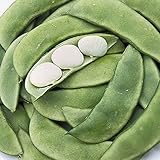 🥒 Las lentejas son perfectos para platos como sopas, guisos, curry y salsas, que son nutricional con altos niveles de proteínas y vitaminas.
