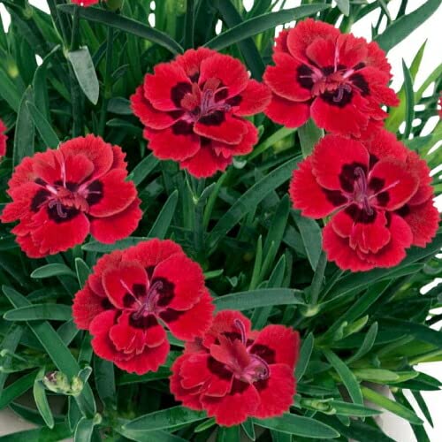 セントエルモ、半蔵、ダイアンサス セット セントエルモ、半蔵、ダイアンサス セット