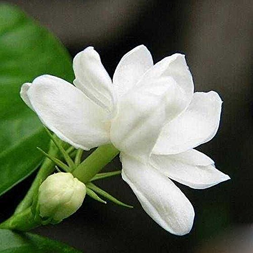 See full amazon price history chart for Sellify 10pcs Gardenia Cape Jasmine Jasminiodes White Fragrance Flower Floral Seeds Fresh Plant Elegant DIY Sellify 10pcs Gardenia Cape Jasmine Jasminiodes White Fragrance Flower Floral Seeds Fresh Plant Elegant DIY (B071CG1SKZ) Amazon Price History, Amazon Price Tracker