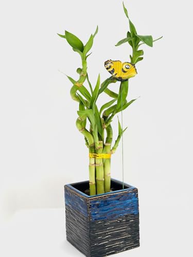 Desk Plant with Stylish Pot
