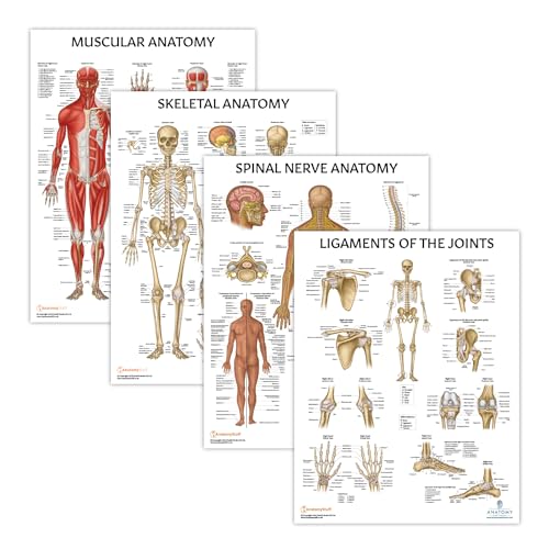 Image of Anatomy Lab Human Anatomy Poster Set, 4 PACK LAMINATED | Muscular, Skeletal, Ligaments of the Joints, Spinal Nerves, 17.3 x 22.5 Inches, Body System Bundle
