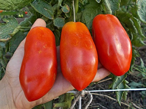 Seeds Tomato Pepper-Shaped Red Long Heirloom Vegetable For Planting Non Gmo #TOP1