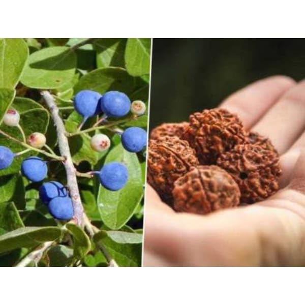 NEW DEBNATH NURSERY Plants` Nepal Variety Rudraksha Live Healthy plant & Tree "Original Vaiety" Pack of 1 DSFh45 (B0CNXJG4CM) Amazon Price History, Amazon Price Tracker