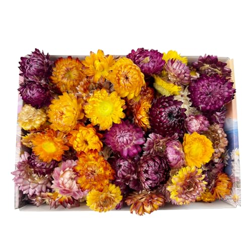 Dried Straw Flower Heads Bulk Mixed Color Natural Dry Flowers miniatura 1