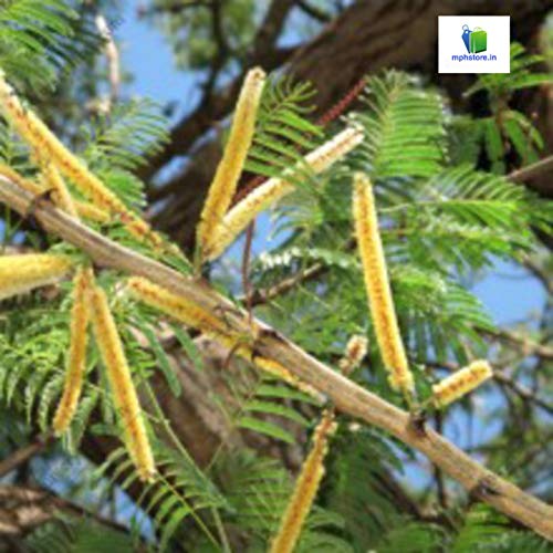 See full amazon price history chart for Mphmi Nurseryplant Khair, Senegalia Catechu - Plant Mphmi Nurseryplant Khair, Senegalia Catechu - Plant (B09NMJWG8F) Amazon Price History, Amazon Price Tracker