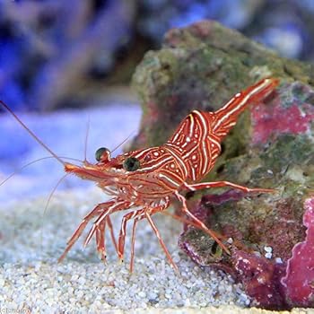 Amazon 海水魚 エビ キャメルシュリンプ １匹 北海道航空便要保温 Charm チャーム 生体水草 通販