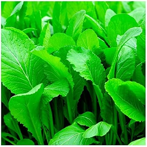 500 Florida Broadleaf Mustard Seeds | Non-GMO | Heirloom | Instant Latch Garden Seeds Cover