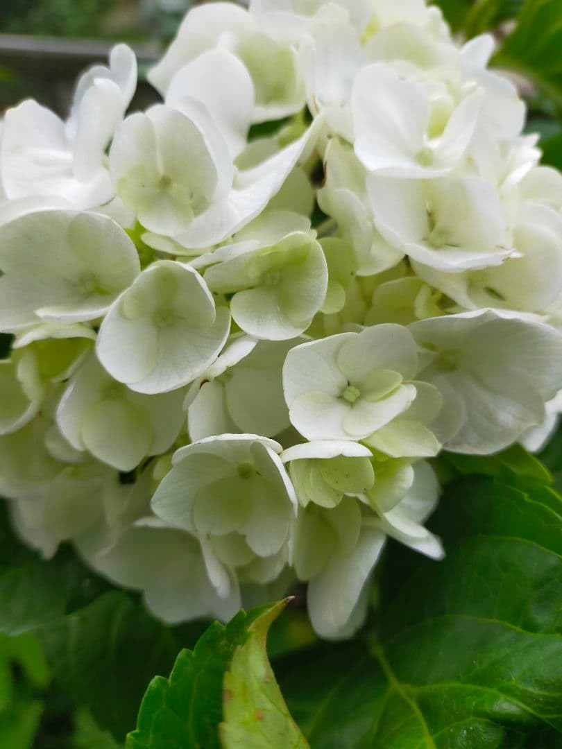 Amazon｜紫陽花手毬咲き1苗白｜観葉植物 オンライン通販