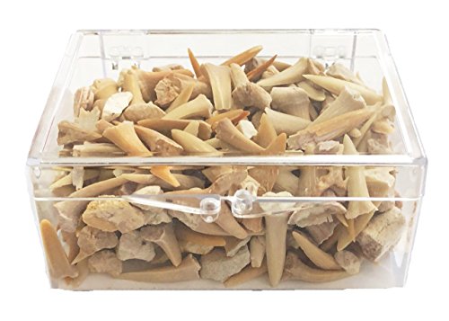 Box of Fossilized Shark Teeth - Fossil Collection - 50+ Teeth!
