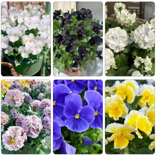 semillas violeta cornuda - Viola cornuta decoraciones de jardín de balcón jardín decorativas 200pcs