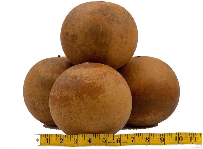 Cannon Ball Gourds, Box of 4, Washed and Ready