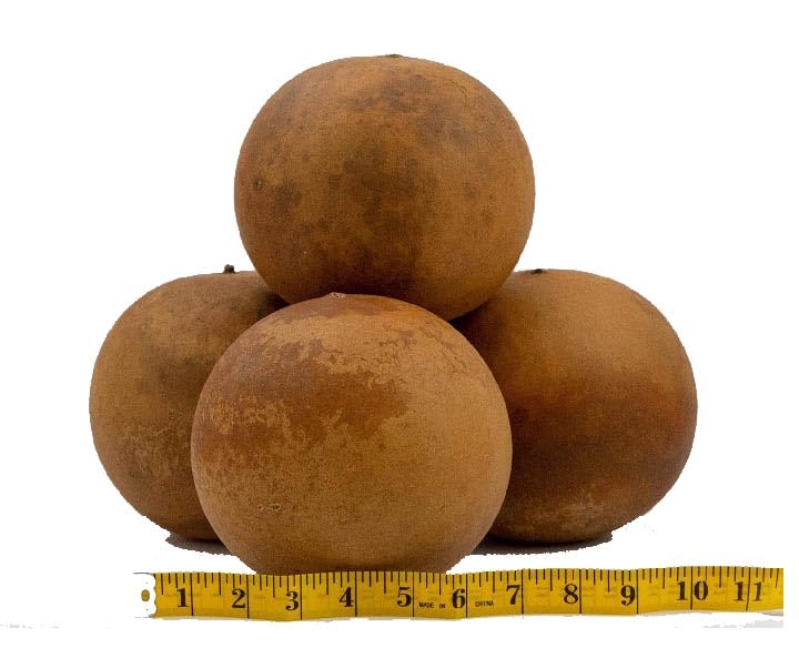 Cannon Ball Gourds, Box of 4, Washed and Ready