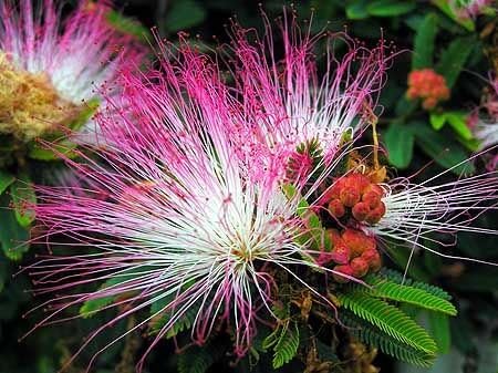 Miniatura 2 de Plantas Sensibles Mimosa Púdica 50+ Semillas