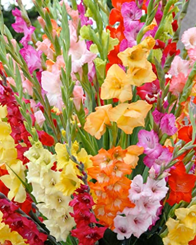 Spring Flower Bulbs Gladiolus Pack Of 45 Bulbs Fresh And Healthy Bulbs (Mix) 100% Germination By PLANTOGALLERY