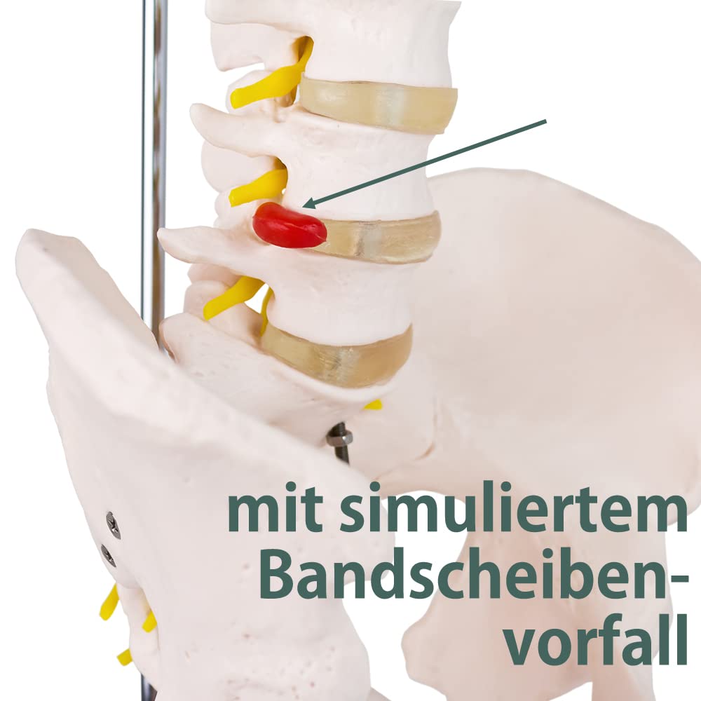 Columna vertebral flexible – Rashi modelo – 75 cm – soporte incluido