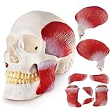 EVOTECH SCIENTIFIC Menschliches Schädelmodell mit Kaumuskulatur, lebensgroßes anatomisches Schädelmodell zur Demonstration der Kieferbewegung