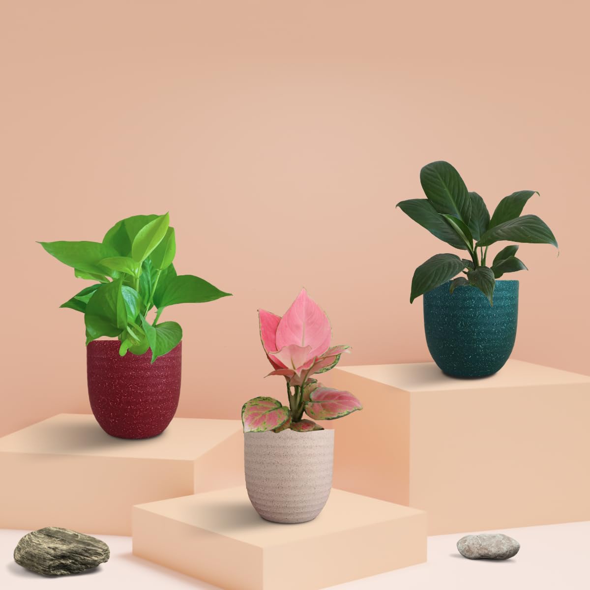 Sponsored Ad - Greenkin Bedroom Plants Combo for Better Sleep|Indoor Plants for Bedroom|Air-purifier Set|Oxygen Plants